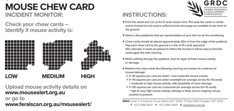 mouse chew card