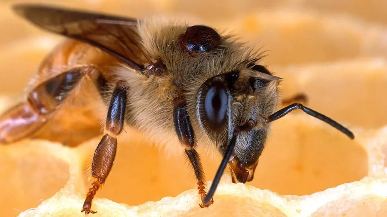 Honey bee with Varroa mite parasite.