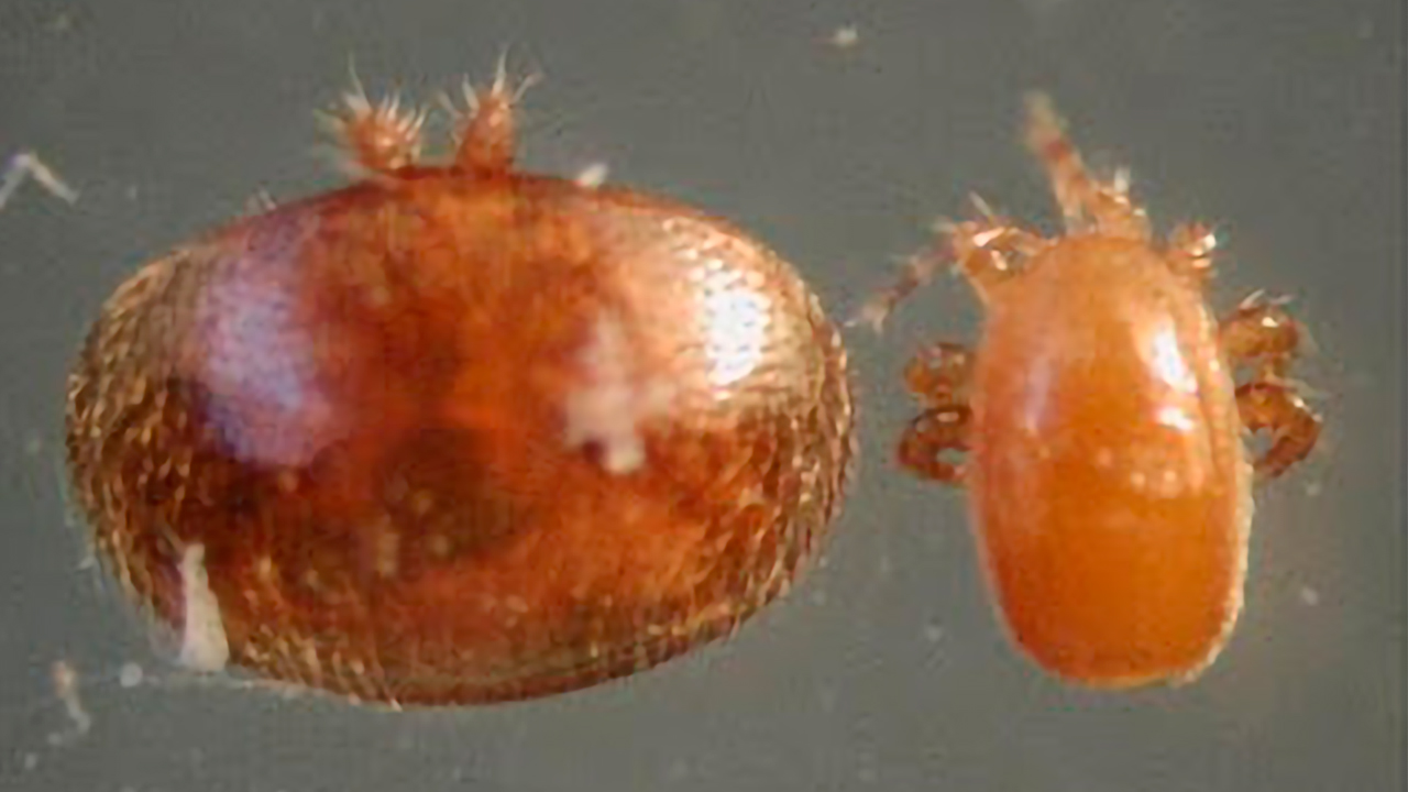 Comparison of varroa (left) and tropilaelaps mite (right)